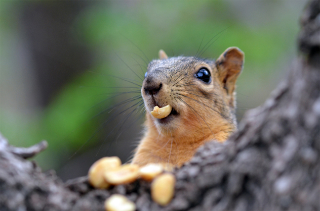 Image result for squirrels acorns