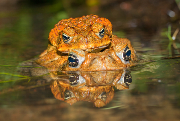 7- cane toad