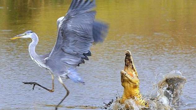 The Nile Crocodile made this a risky place for a Grey Heron to fish!