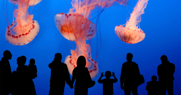 10 Things You Might Run Into While Visiting The Mariana Trench - Vimarsana News