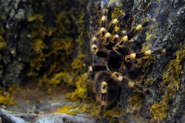 1- tarantula