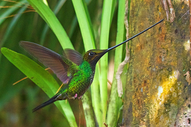 800px-Sword-billed_Hummingbird