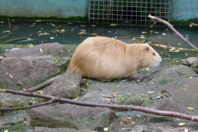 10 Terrifyingly Huge Rodents - 81