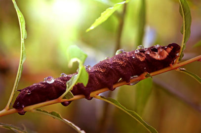 10 Disturbingly Weird Parasites - Listverse