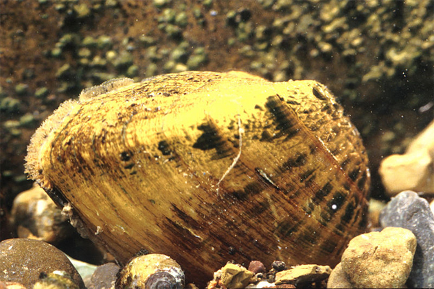 9- clam