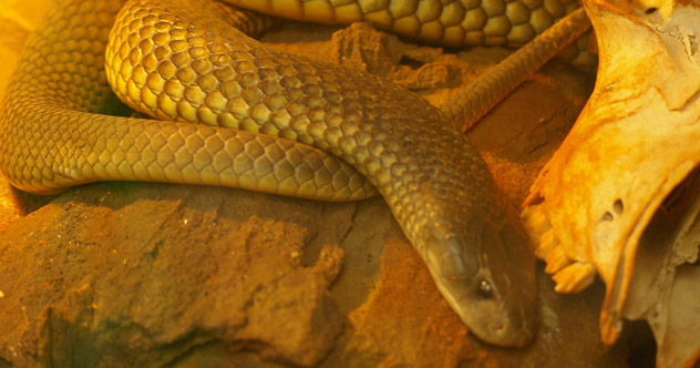 10 Horrifying Facts To Change What You Think Of Animals - Vimarsana News