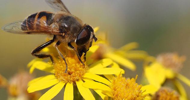 10 Beautiful Flowers That Kill In Horrifying Ways - Vimarsana News