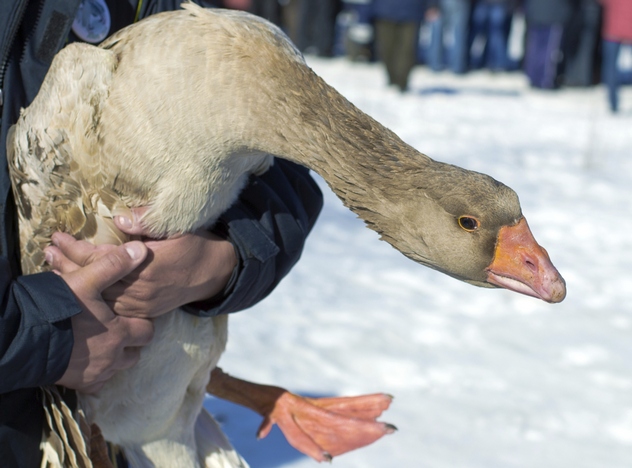 Top 10 Horrific Ways Animals Were Used For Entertainment - Listverse 4