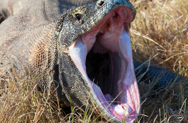 Komodo dragon attacks terrorize villages