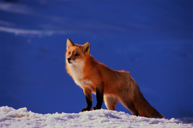 8- fox