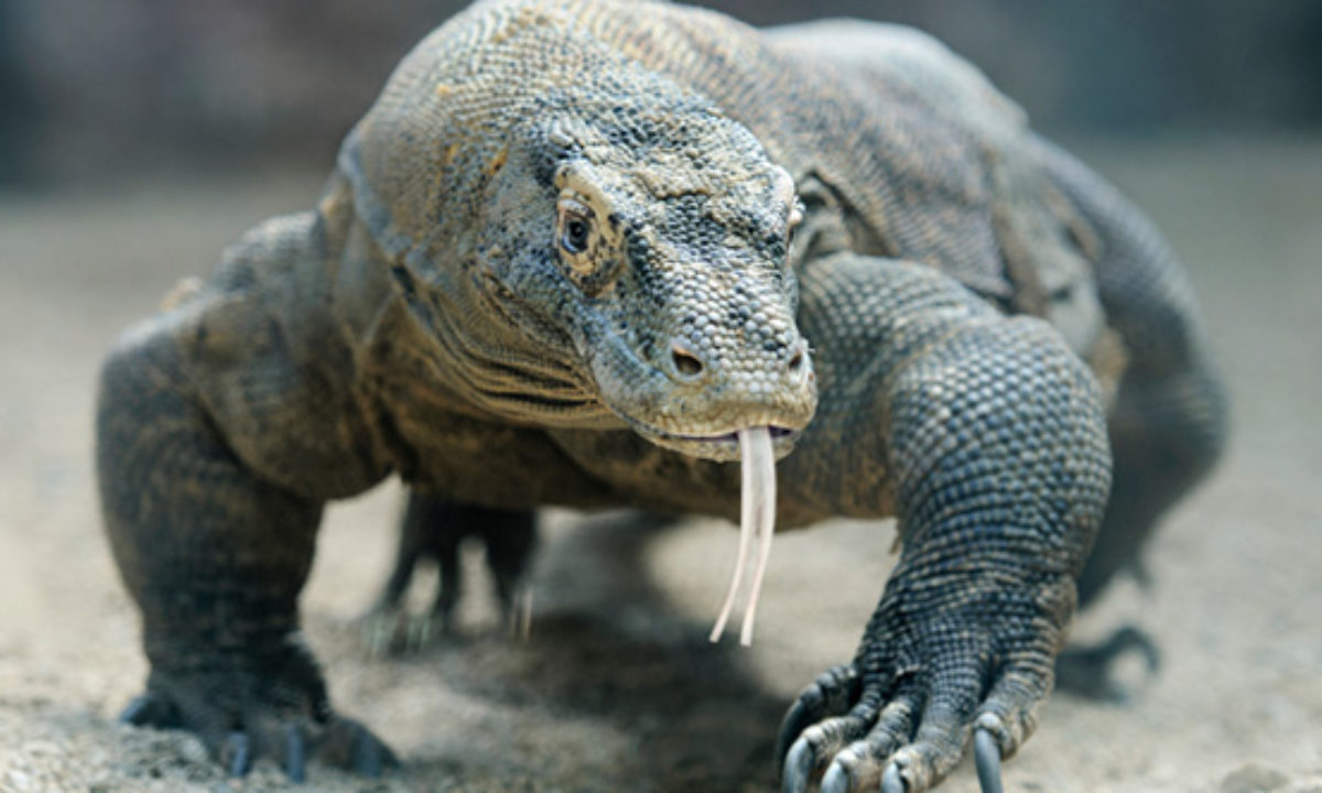 Komodo dragon attacks terrorize villages