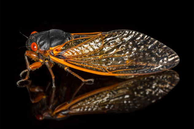 10- cicada