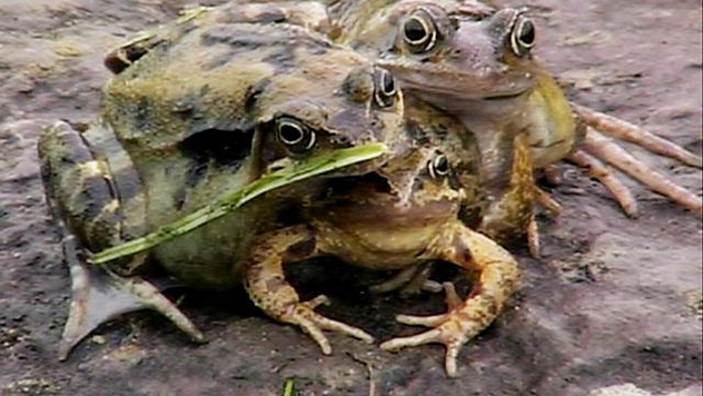 5- frog