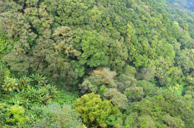 Amazon canopy