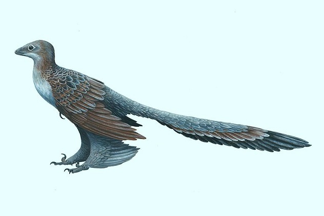 Changyuraptor