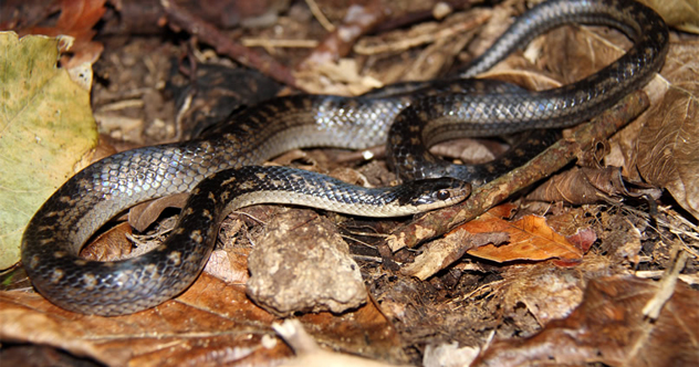 rarest snake in the world