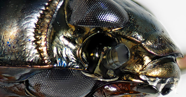 10 Of The Strangest Things Beetles Can Do - Vimarsana News