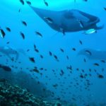 Ten Bizarre Creatures from Beneath the Waves