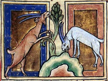 going medieval taming animals going medieval taming animals