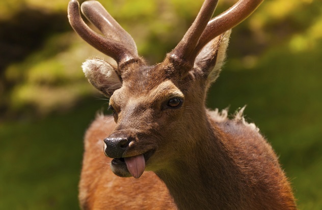 deer-tongue