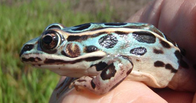 10 Dull-Sounding Creatures With Fascinating Abilities - Listverse