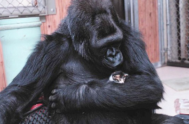 10 Cuddly Apes Who Committed Vicious Crimes - 61