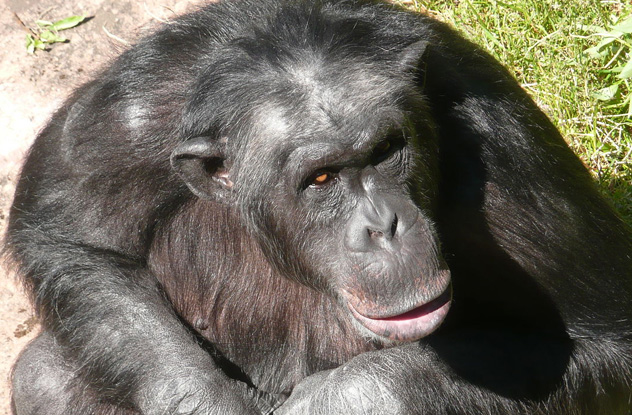 10 Cuddly Apes Who Committed Vicious Crimes - 59