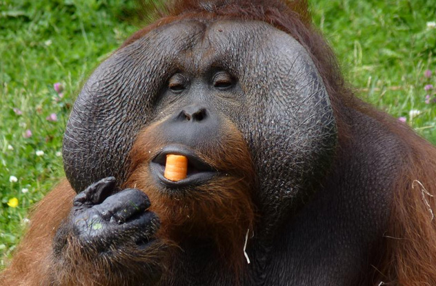 10 Cuddly Apes Who Committed Vicious Crimes - 62