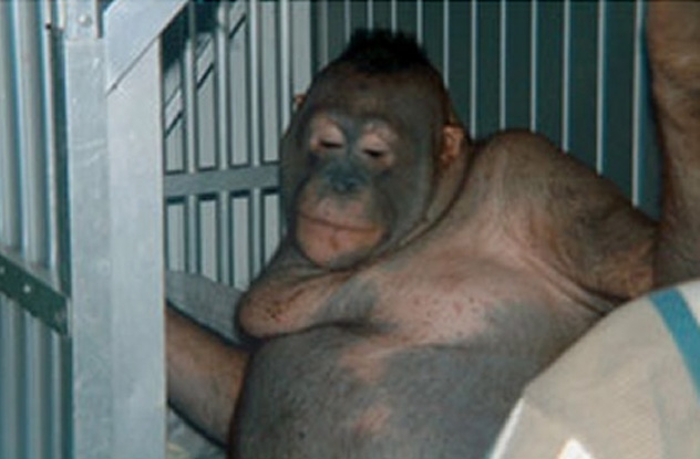 10 Cuddly Apes Who Committed Vicious Crimes - 89