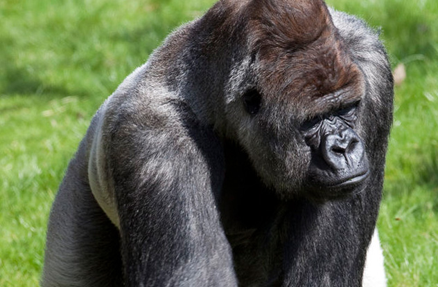 10 Cuddly Apes Who Committed Vicious Crimes - 27