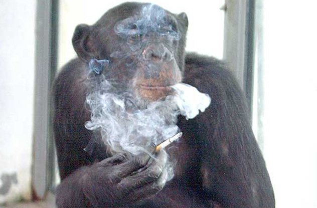 10 Cuddly Apes Who Committed Vicious Crimes - 74