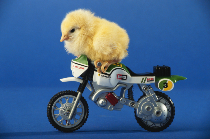 10 Surprisingly Interesting Facts About Chickens - 26