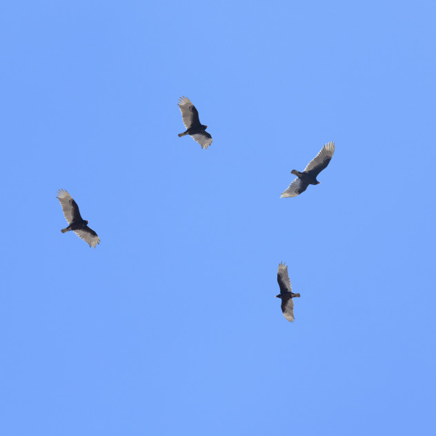 6 vultures
