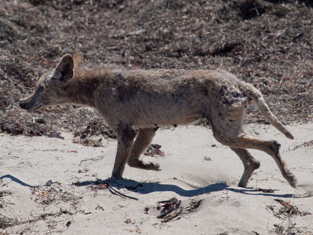 800px-Mangy_coyote_Año_Nuevo_State_Park