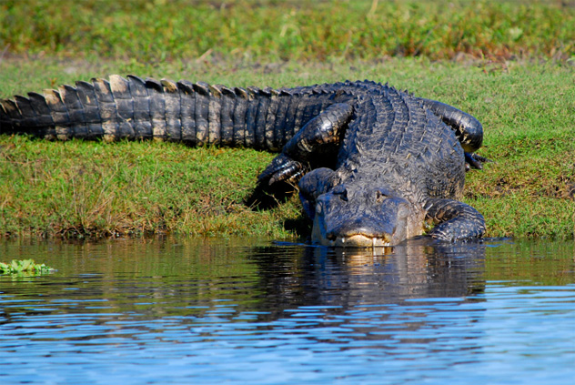 10 Wild Animals That Trapped Terrified People - 32