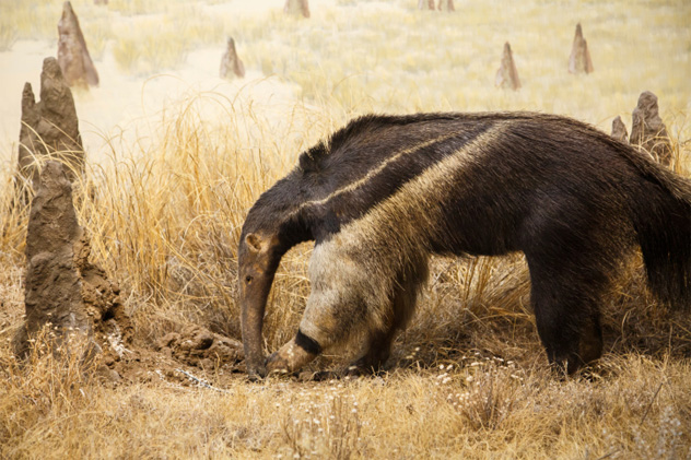 6- anteater