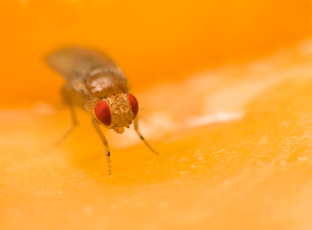 8 fruit fly