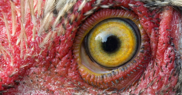 10 Animal Facts That Will Shatter Your Image Of Them - Vimarsana News