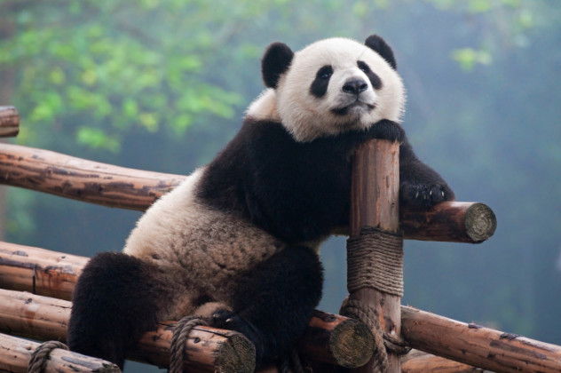 Top 10 Fascinating Facts About Pandas - 58