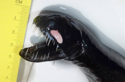 10 Undersea Creatures With Terrifying Teeth - Listverse