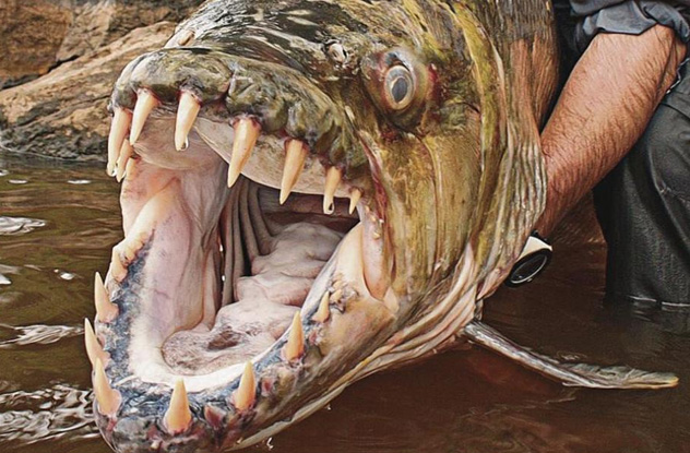 10 Undersea Creatures With Terrifying Teeth - Listverse