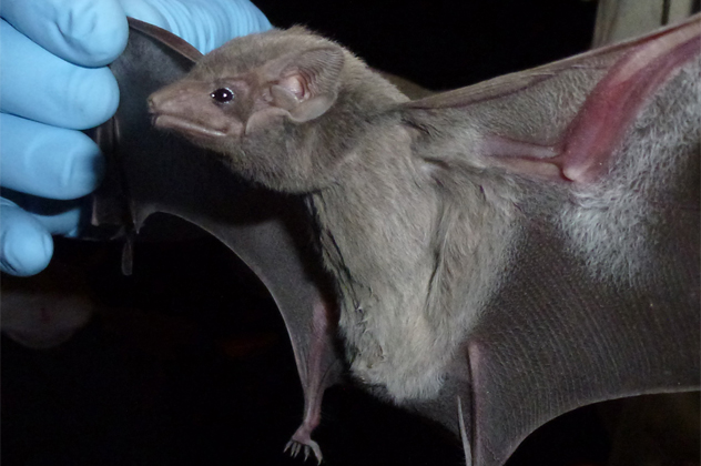 10- tomb bat