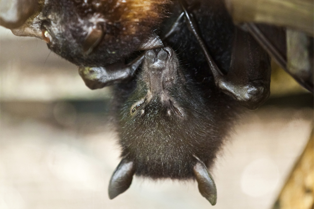 2- fruit bat