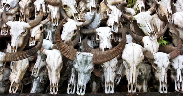 10 Mass Graves Filled With Animals - Vimarsana News