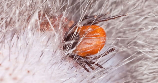 10 Deadly Diseases We Picked Up From Animals - Vimarsana News