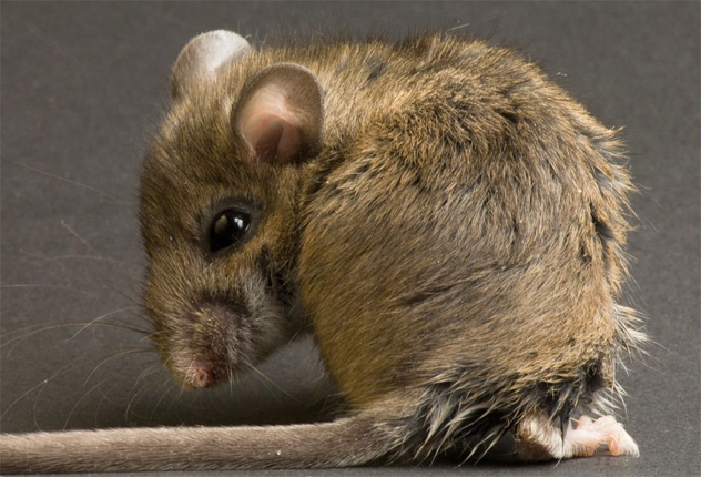 8- field mouse