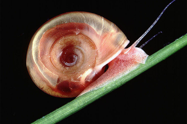 10 Creepy Snails That Will Ruin Your Day - 55