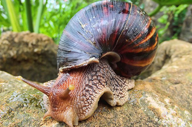 10 Creepy Snails That Will Ruin Your Day - 5