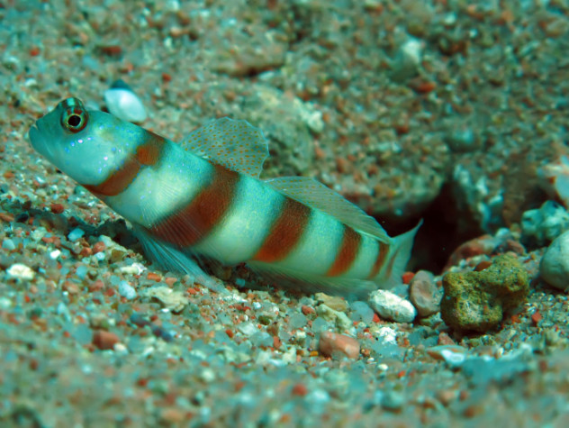 5 goby