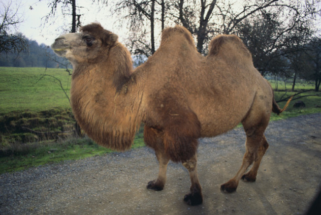7 camel